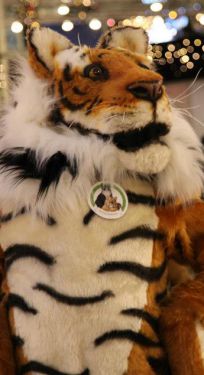 Tiger - Pilo